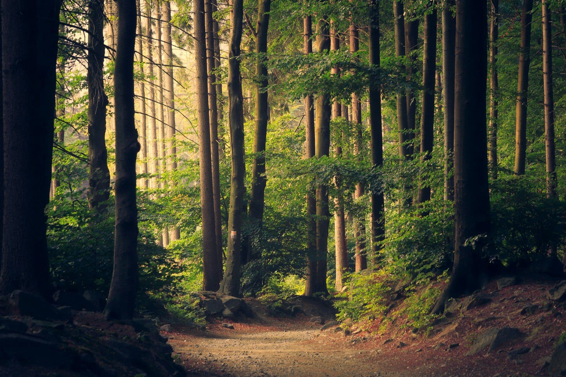A sunlit woodland path through tall trees
