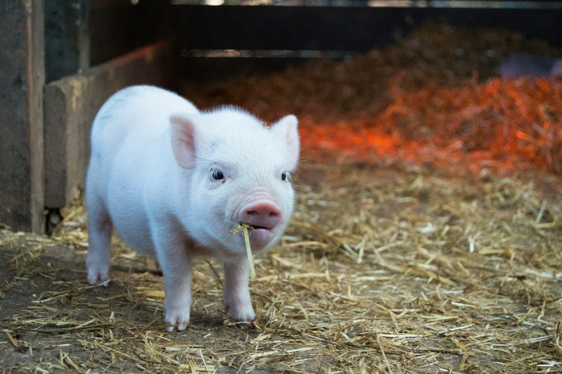 A piglet in straw at a family farm