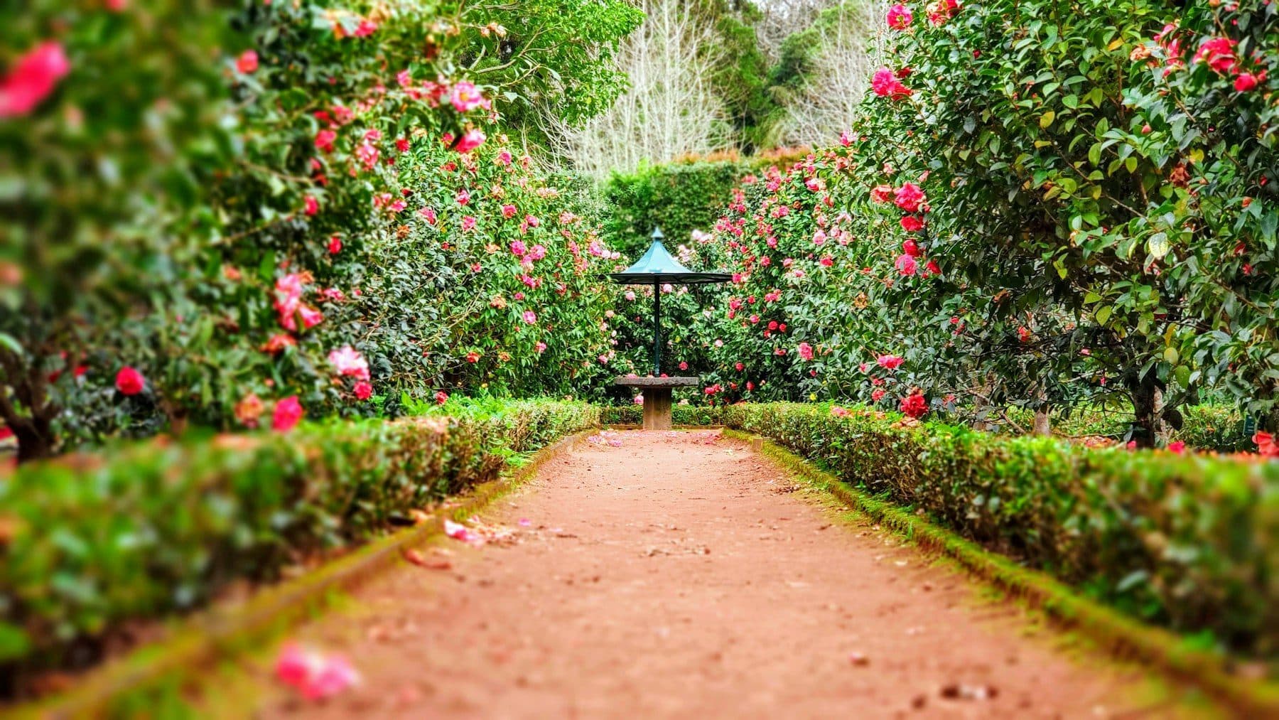 A formal garden path lined with flowering hedges