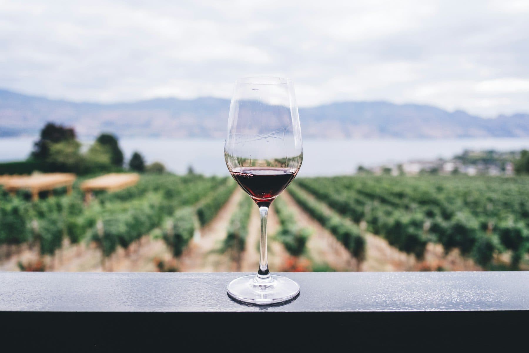 A glass of wine overlooking vineyard rows