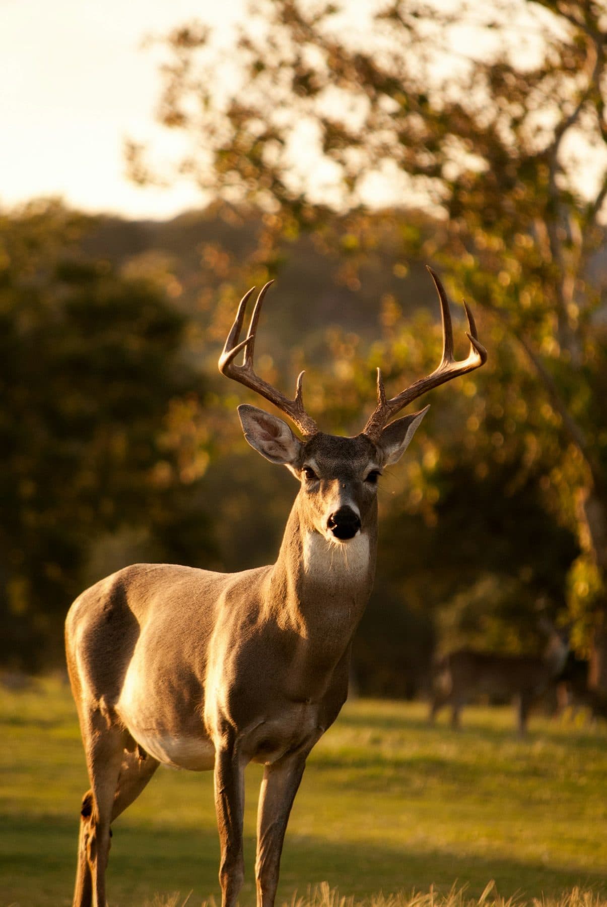 A deer standing in golden evening light